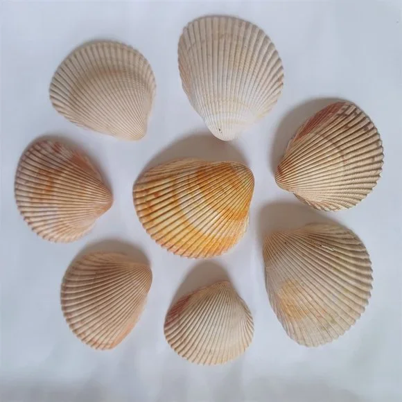 Lot of 14 Medium and Large Sea Shells 2.5" to 4" Cockle, Cowrie, Conch, Snail - Picture 2 of 14